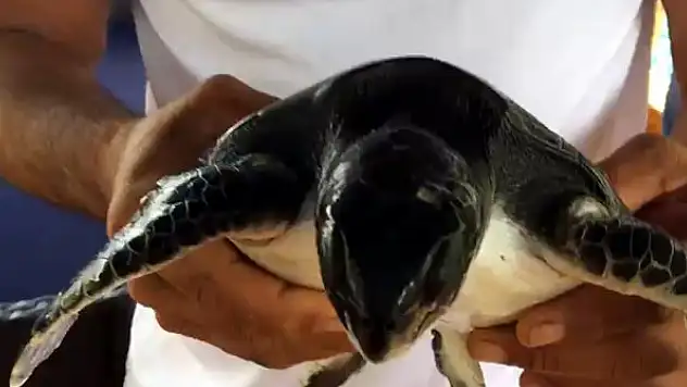 Mavi turda çuvala dolanan deniz kaplumbağasını görüp, kurtardı