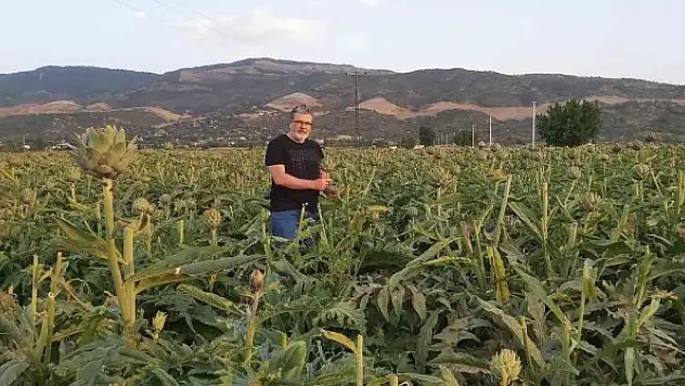 Enginar sofrada karaciğerin dostu, laboratuvarda kanserin düşmanı çıktı