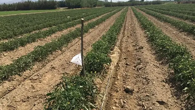 Domatesler hastalıklardan korunuyor