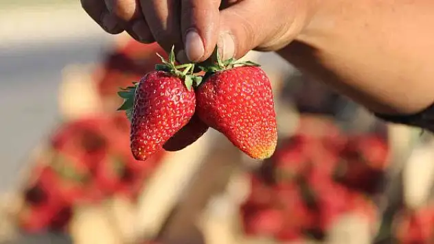 Yıllık kazancı 800 bin TL