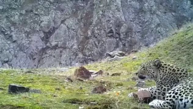 Nesli tükendi sanılan Anadolu parsı görüntülendi