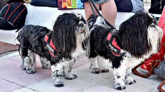 İngiltere'den gelen gurbetçi, evcil hayvanlarını da yanında getirdi