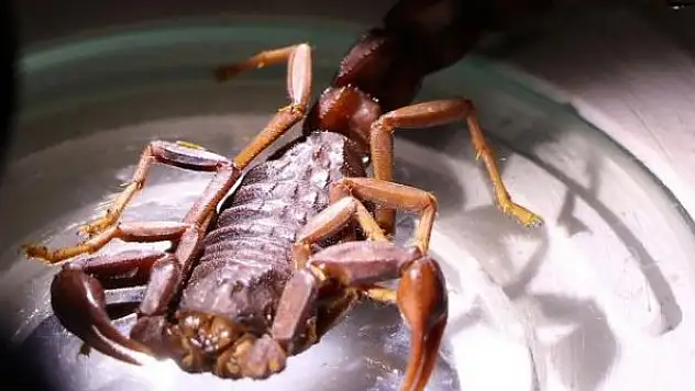 İzinsiz akrep toplayan 3 kişiye 328 bin lira ceza kesildi