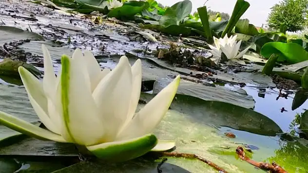 Koparmanın cezası 73 bin lira