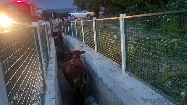 Dere yatağında mahsur kalan inekler için seferber oldular
