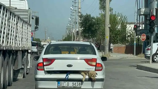 40 derece sıcakta köpeği bagajda taşıdı