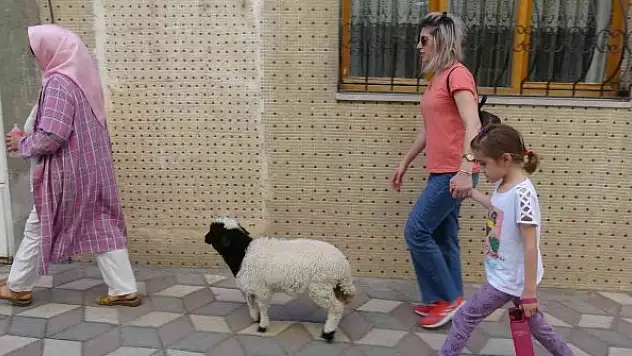 Bebek gibi büyüttüğü kuzusu peşinden ayrılmıyor