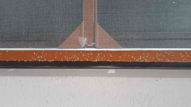 'yaprak biti' bahçe ve evleri sardı, ekipler çalışma başlattı