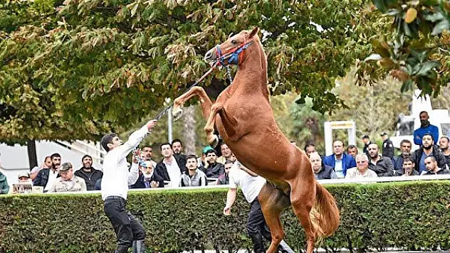 TİGEM'den Arap Tayı satış ihalesi