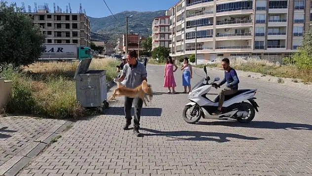 Köpekler ve kediler zehirlenerek öldürüldü