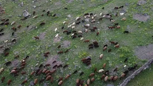 Iğdır'da yeşeren meralar koyun sürüleriyle şenlendi