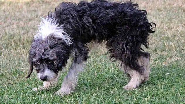 'Yürüyemeyecek' denilen köpeği kredi çekerek ayağa kaldırdı