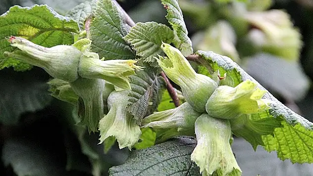 Fındıktan cips üretilecek