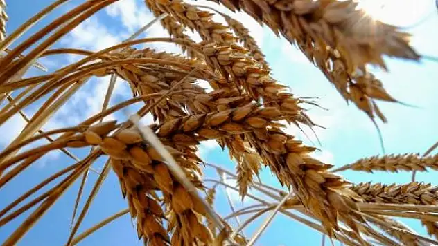 Buğdayda bu yıl 19,5 milyon ton rekolte bekleniyor