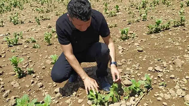 Şiddetli dolu yağışı bağ ve tütün alanlarında zarara neden oldu