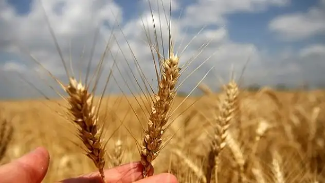 2022 hububat alım detaylarını belirlendi