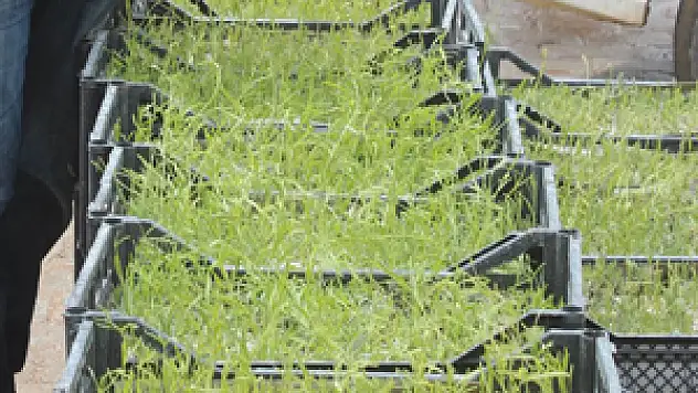 Dekara 100 liralık destek