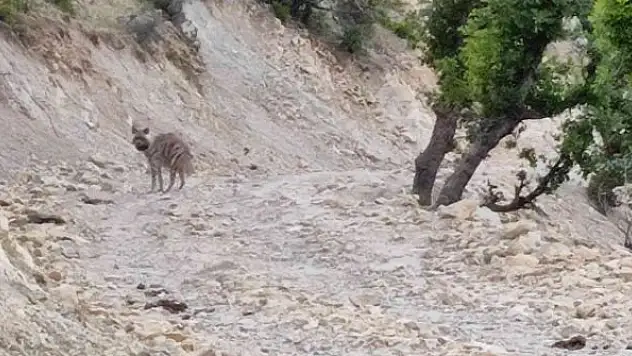 Yerleşim yeri yakınlarında sırtlan görüntülendi
