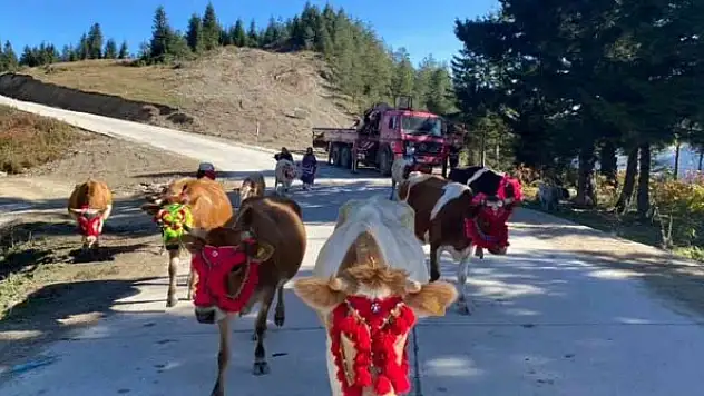 İnekleri gelin gibi süslediler