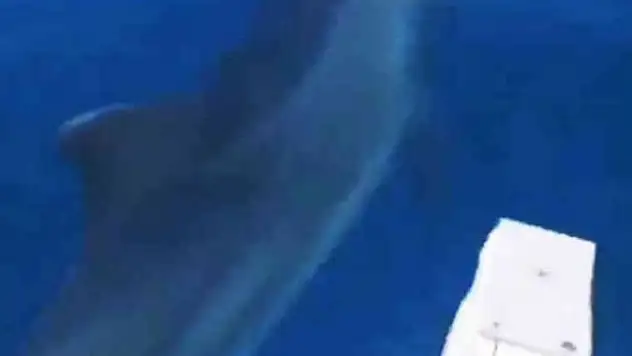 Yunus balığı tekneye eşlik etti