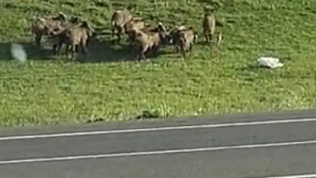 Domuz sürüsü kameraya yansıdı