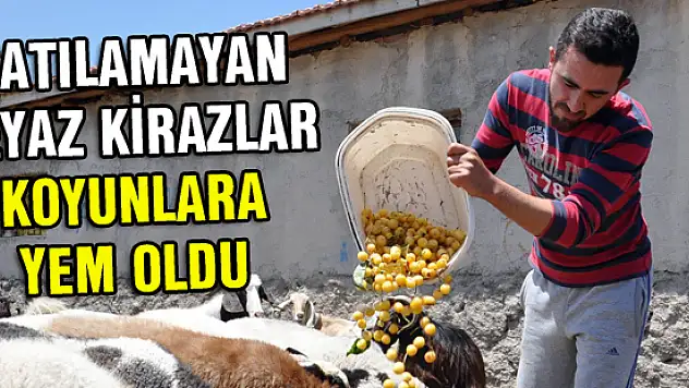 Satılamayan beyaz kirazlar koyunlara yem oldu