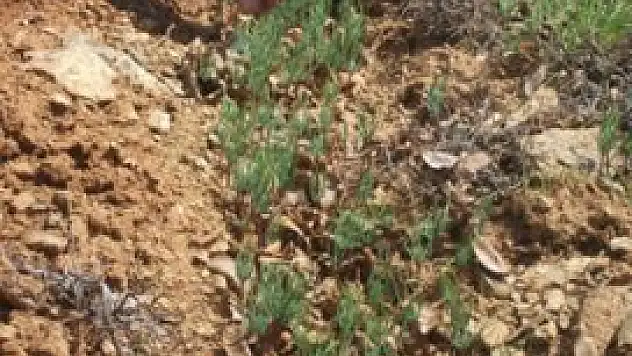 Derebucak'ta Sedir ağaçları