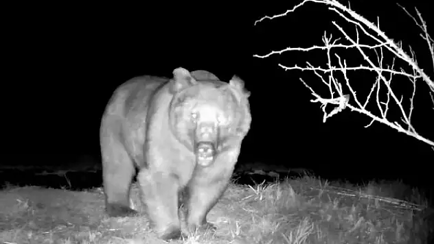 Yaban hayatının çeşitliliği fotokapanla görüntülendi