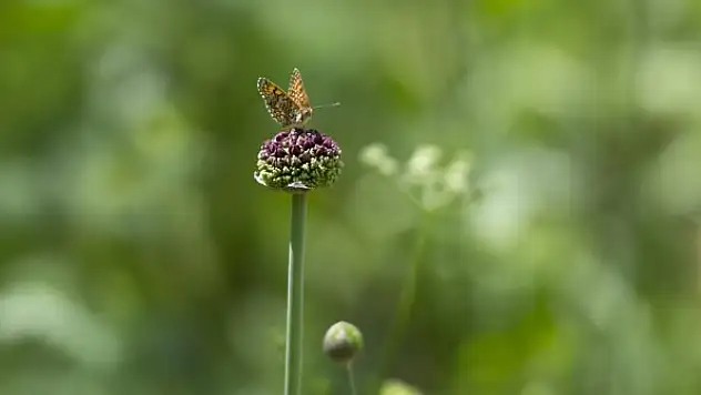 Ovacık kelebeklerle renklendi