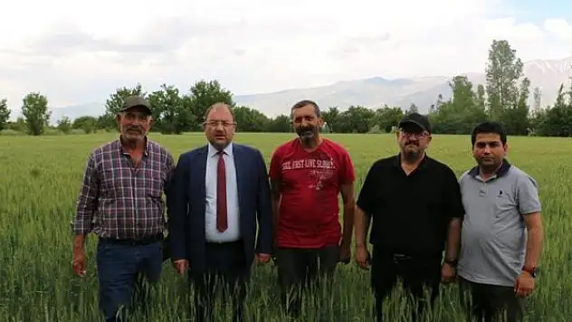 Erzincan'da hububat çiftçinin yüzünü güldürüyor