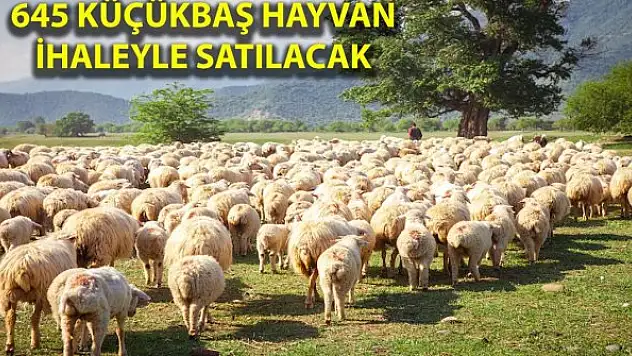 Bayram öncesi fırsatlar bitmiyor! O kurum yüzlerce küçükbaş hayvan satacak