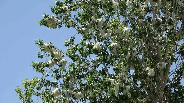 Alerjik hastalığı olanlara 'polen' uyarısı