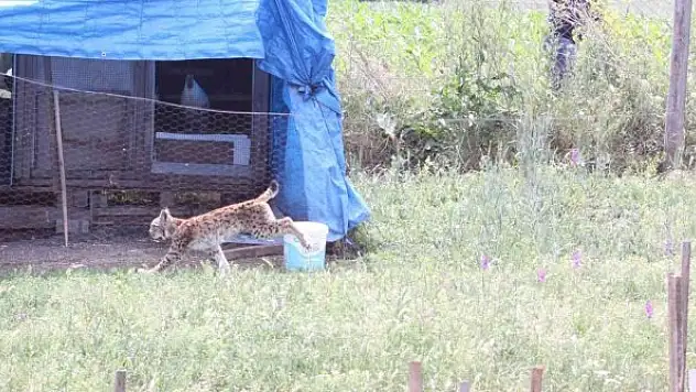 Tavuk kümesine gelen vaşak, balıkçı ağıyla yakalandı