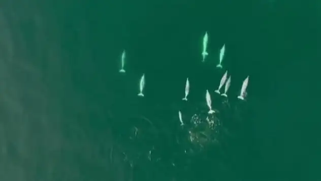 Ender rastlanan beyaz yunuslar görüldü