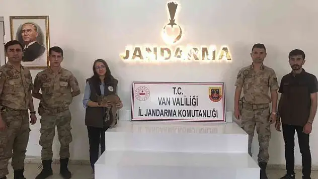 Yavru yaban keçisi emin ellerde