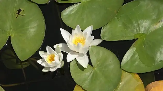 Nilüfer deryasında büyüleyen manzara