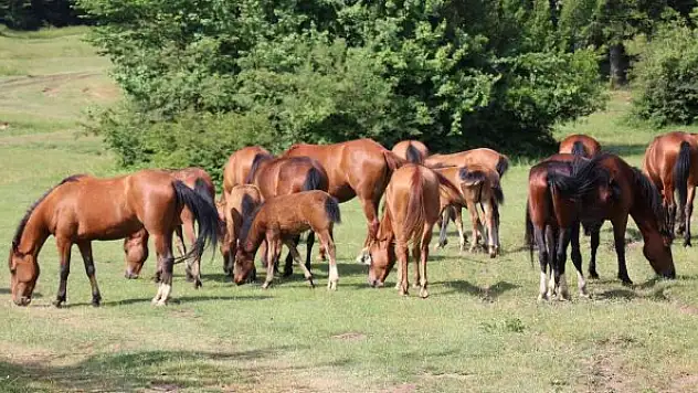 Yılkı Atları yavrularıyla doğal ortamlarında görüntülendi