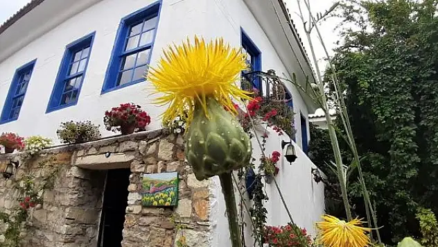 Bu çiçeği koparmanın cezası 109 bin TL