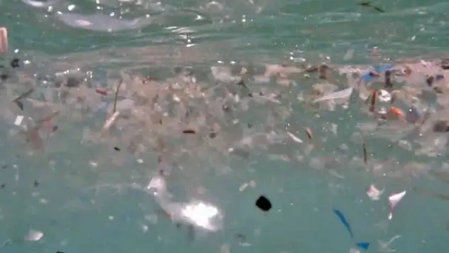 Deniz canlılarının en büyük düşmanı 'Mikroplastikler'