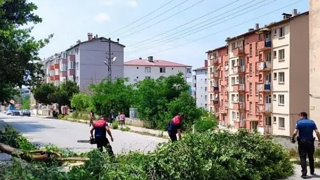 Fırtına ağaç yıktı