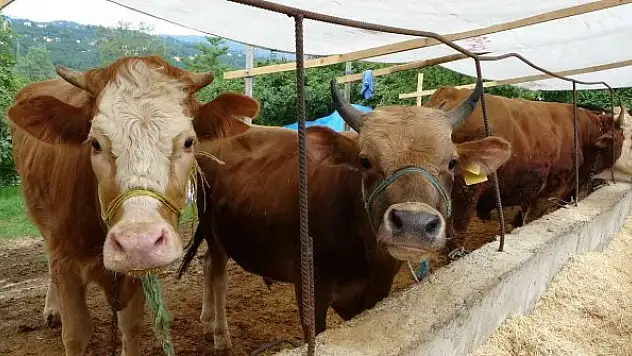 Kurbanlık hayvanlar pazara indi