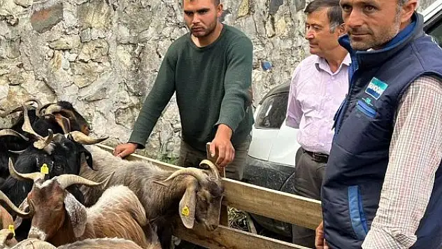 Kurbanlık hayvan pazarında denetim