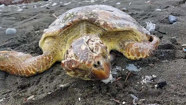 Yaralı bulunan deniz kaplumbağası tedaviye alındı