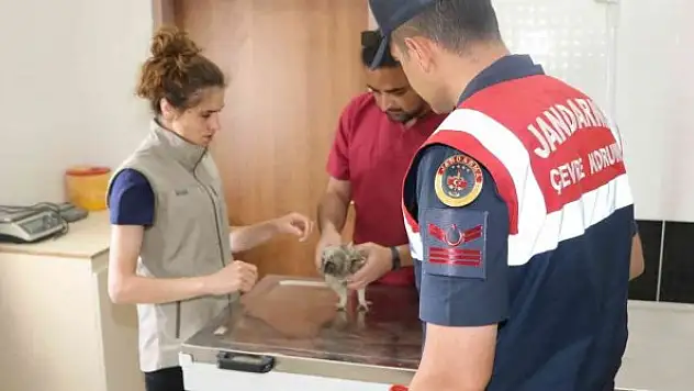 Jandarma HAYDİ timlerinden yavru baykuşa şefkat eli