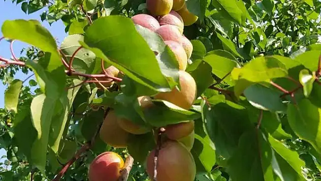 Kayısının kilosu 8 liraya düştü