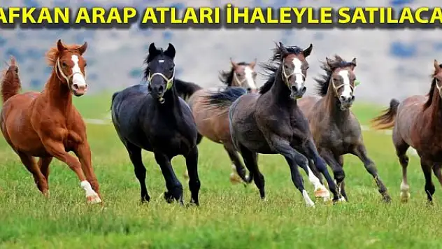 Safkan arap tayları ihaleyle satılacak
