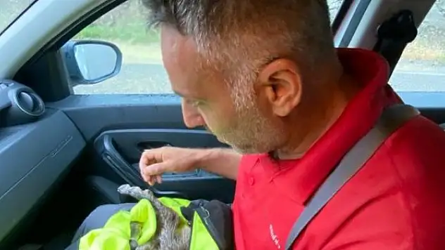 Dağ keçisini hayatta tutmak için her yolu denedi