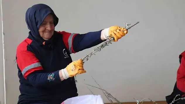 Hasadı yapılan ada çayı ayıklanıyor