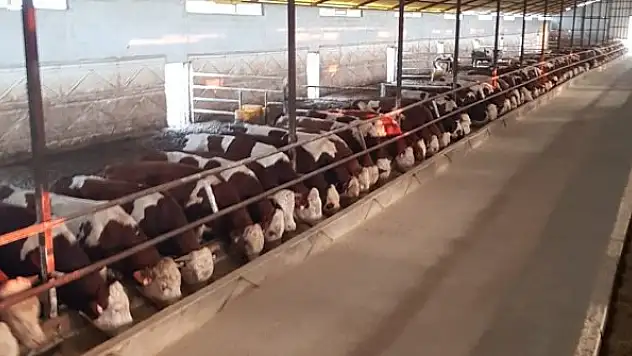 Deprem bölgesinde  hayvancılık yapanlara yem desteği