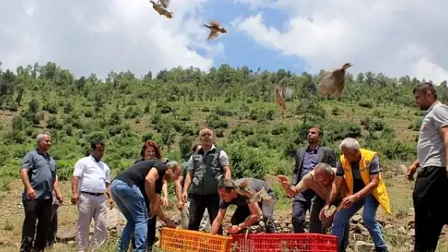 Çiftçilerin korkulu rüyasıydı, biyolojik mücadele için keklik bırakıldı